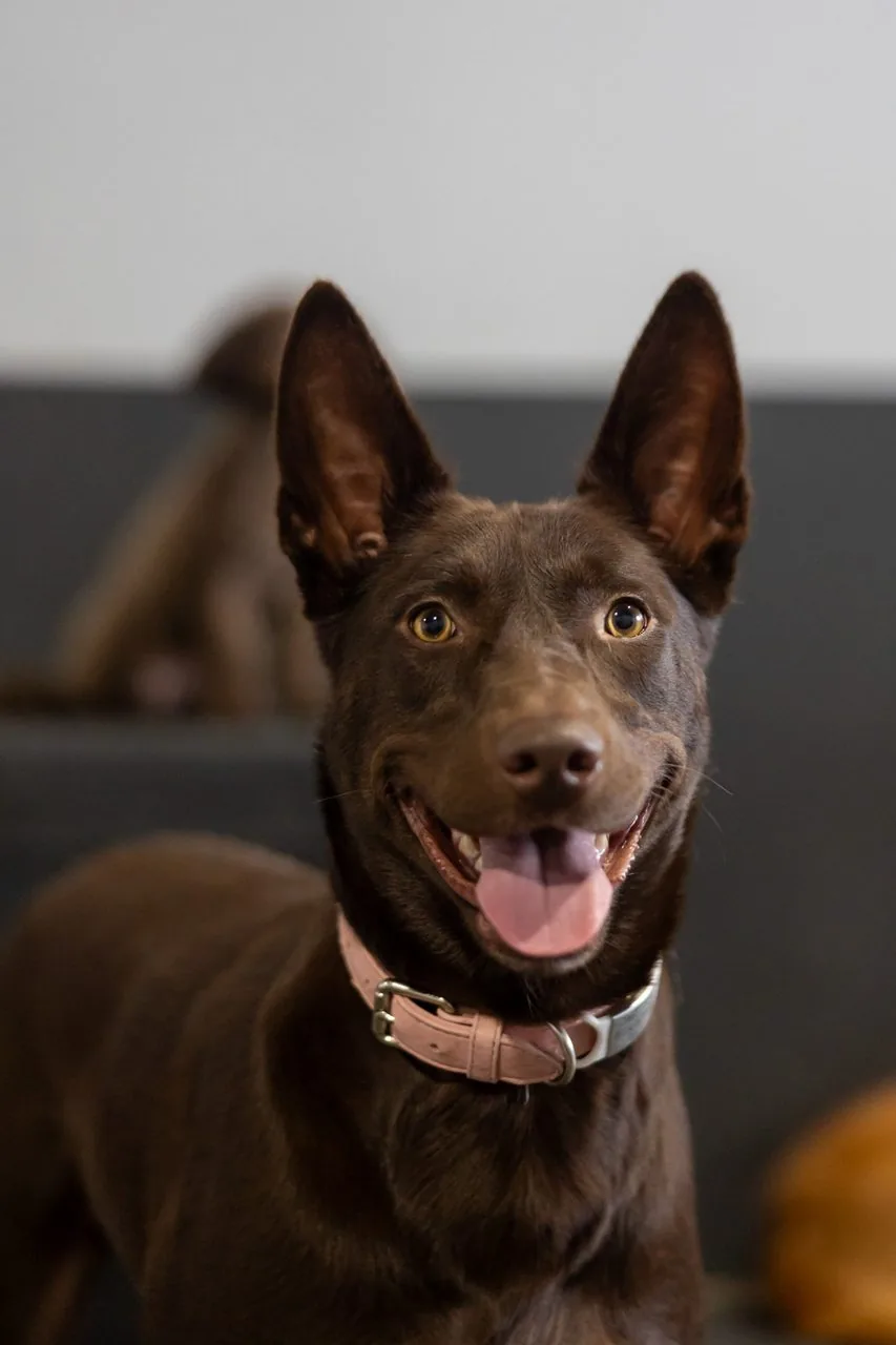 A happy dog at doggy daycare