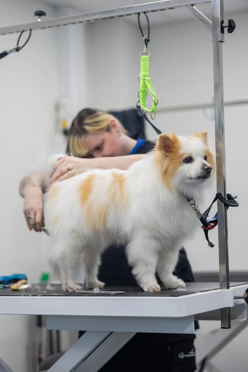 A dog being gently groomed at K9 Playtime
