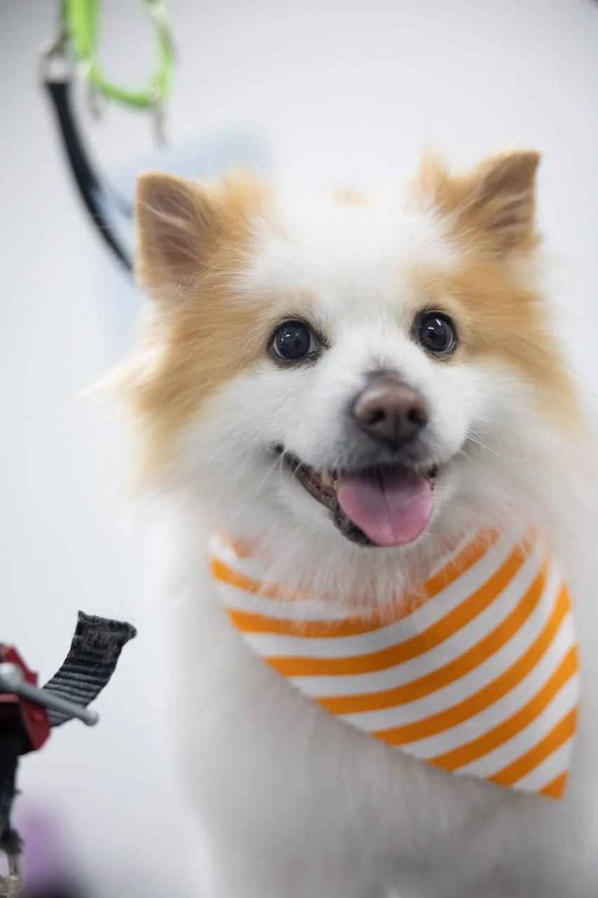 A happy, freshly groomed dog at K9 Playtime