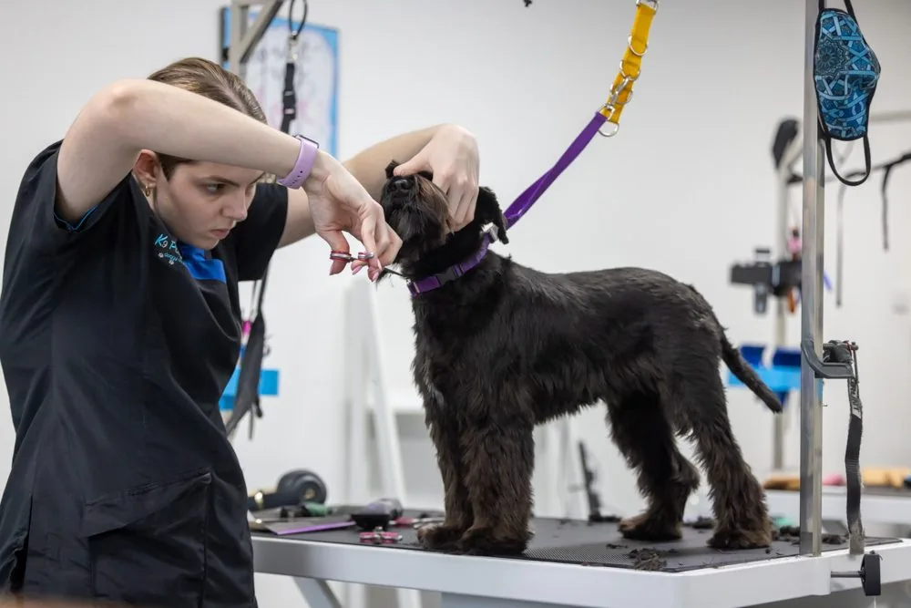 A dog being carefully scissor-groomed at K9 Playtime